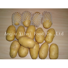 Good Quality Fresh Potato in China